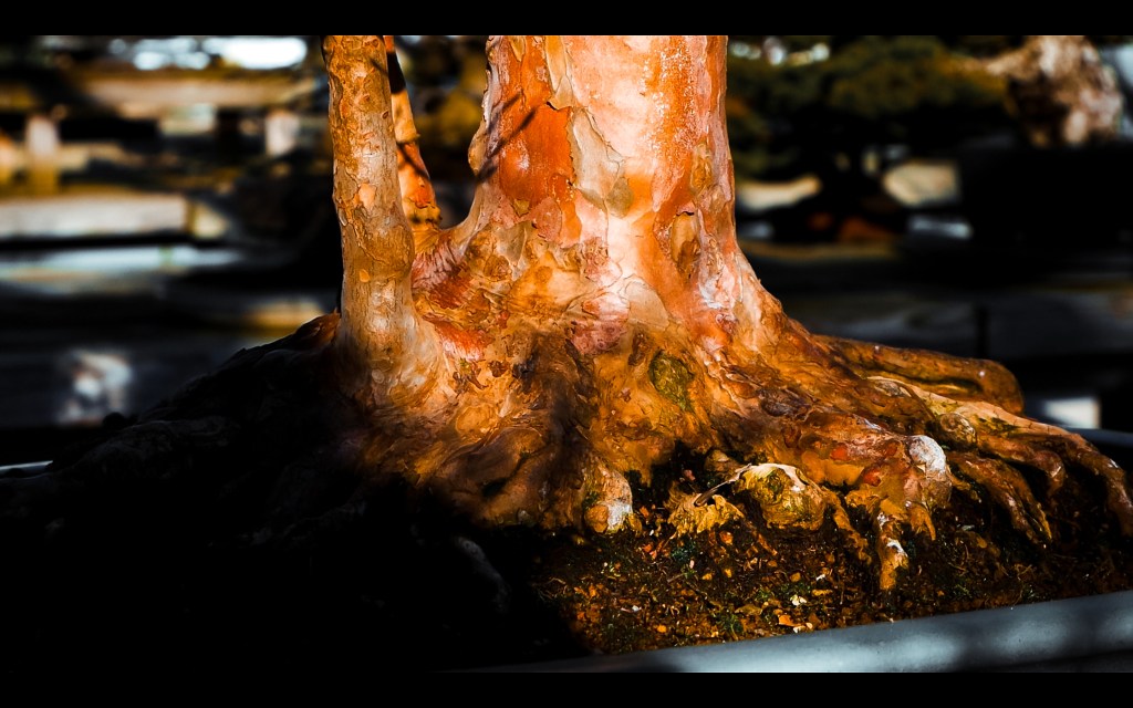 La Stewartia monadelpha