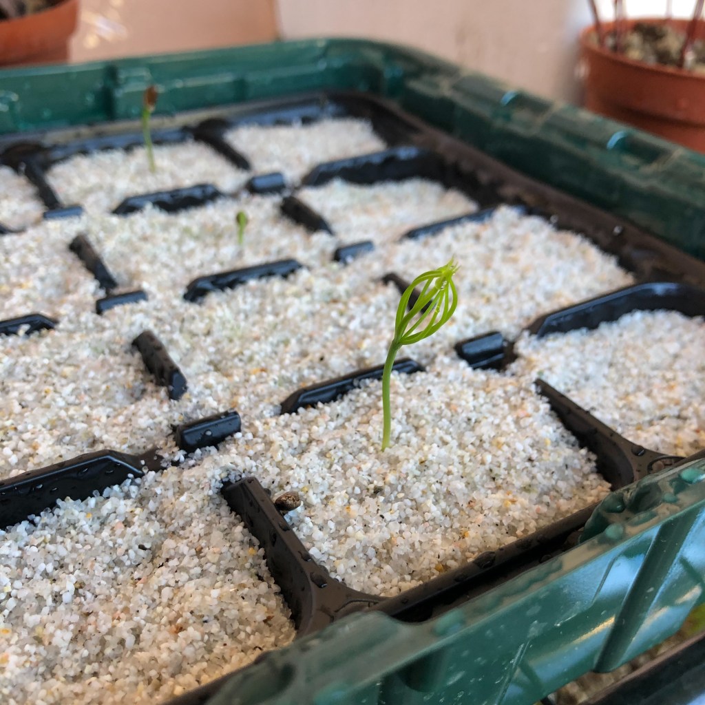 Come Creare un Bonsai di Pino di Abe&nbsp;Kurakichi