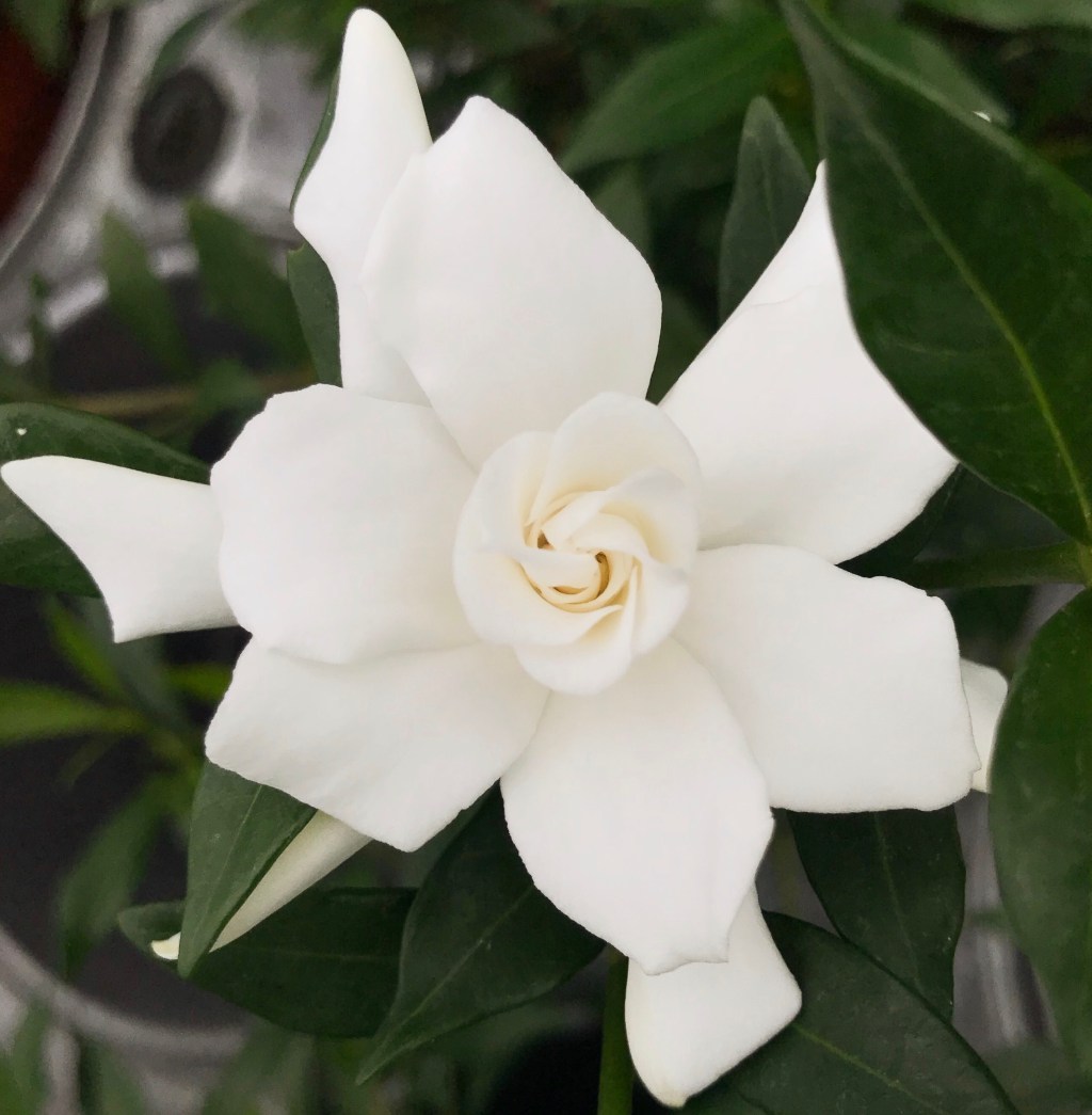 La Gardenia