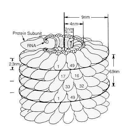 Introduzione ai Virus