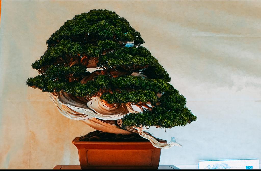 Mostre Bonsai
