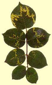 Le modalità di trasmissione dei virus- Parte&nbsp;1