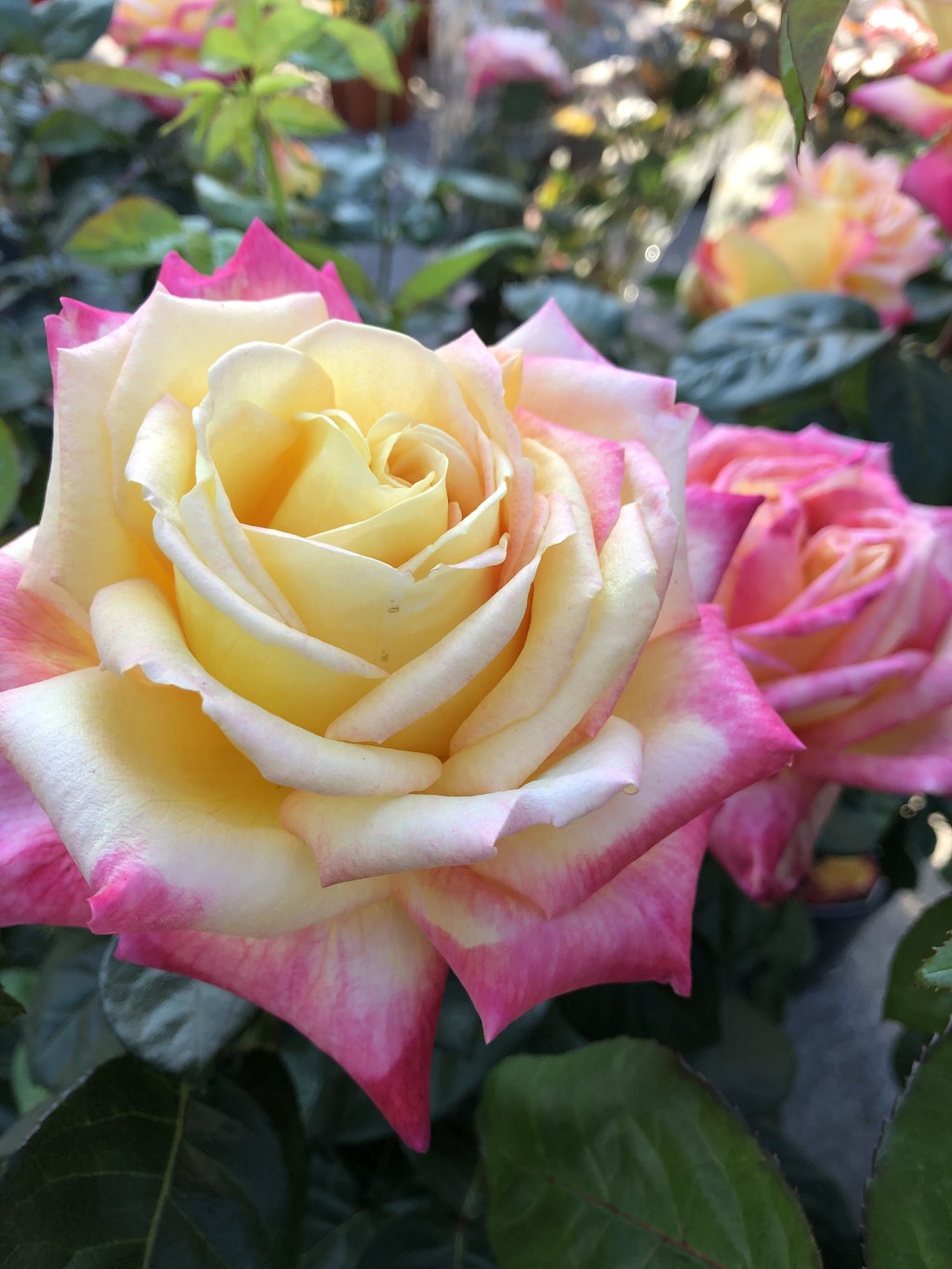 Si può creare un bonsai di&nbsp;Rosa?