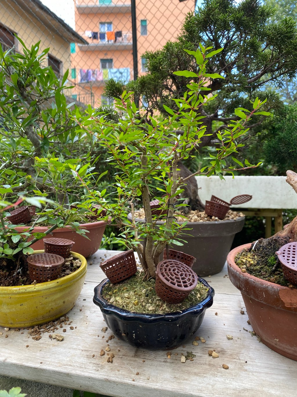 “Domani mattina bagno le&nbsp;piante”